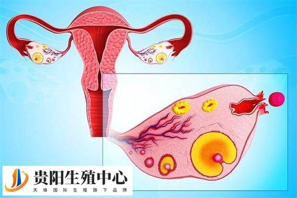 amh值低的调理方案