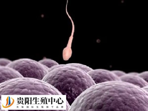 多精入卵是不是卵子质量不好