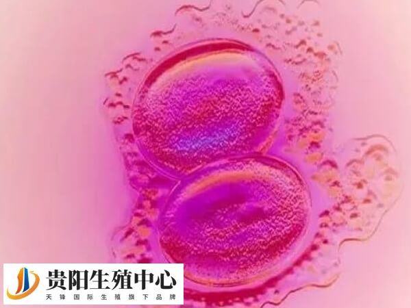 4级胚胎一般也是可以用于养囊的