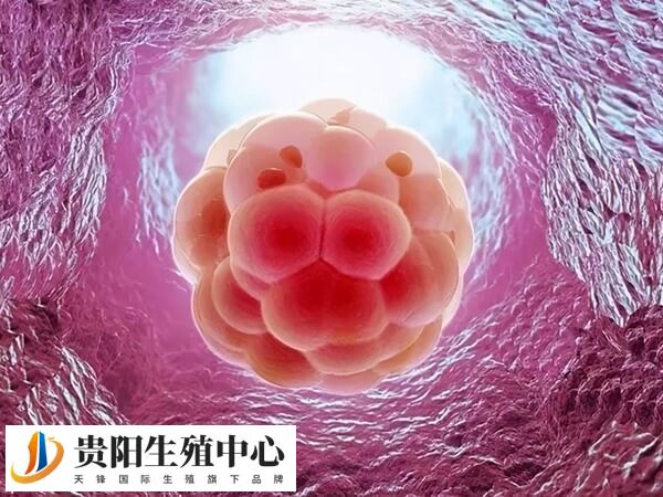 胚胎移植后屁多与药物反应有关