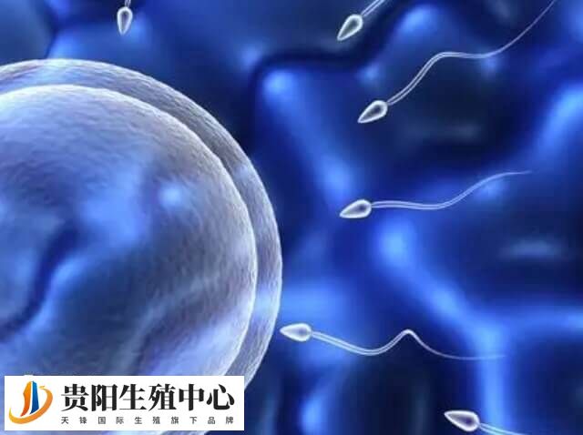 做三代试管卵泡多大才能取