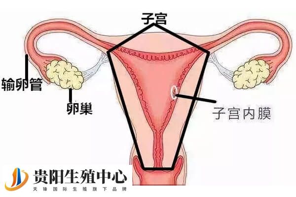 卵巢早衰后有哪些表现