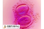贵阳4级胚胎养囊能不能养成优质胚胎